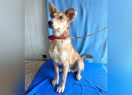 ❤️❤️❤️ lebenslustiger MAXIM - 11 Monate, 50/52cm-15kg - Mischling