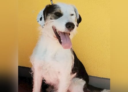 ❤️❤️❤️ fröhlicher Familienhund OREO 3 Jahre, 50cm/17kg