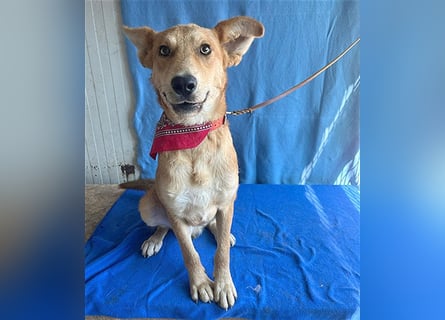 ❤️❤️❤️ lebenslustiger MAXIM - 11 Monate, 50/52cm-15kg - Mischling