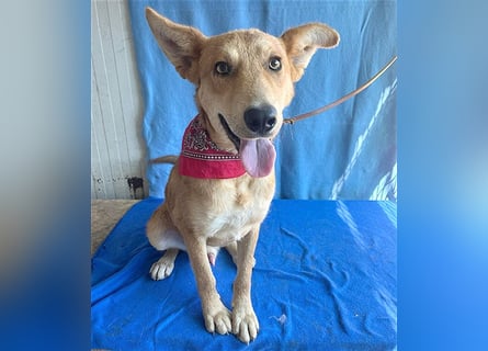 ❤️❤️❤️ lebenslustiger MAXIM - 11 Monate, 50/52cm-15kg - Mischling