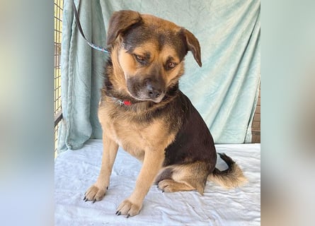 ❤️❤️❤️ lieber Kuschelbär BANDI - 6,5 Jahre, 42cm/20kg - Mischling