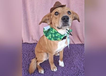 ❤️❤️❤️ Herzenshund BAILEYS sucht ein warmes Nest - 1,5 Jahre, 44cm/14kg - Mischling