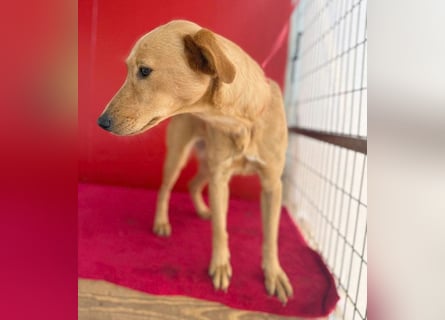 Seelenhündin BAMBI - 9 Monate, 45cm/15kg - Mischling