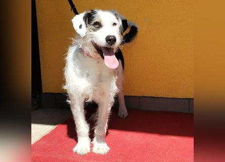 ❤️❤️❤️ fröhlicher Familienhund OREO 3 Jahre, 50cm/17kg