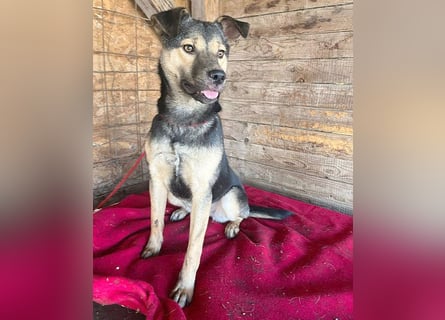 ❤️❤️❤️ WIFI auf der Suche nach Liebe - 9 Monate, 42cm/15kg