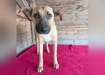 ❤️ RIKO mit den traurigen Augen - 1 Jahr, 50cm/17kg - Mischling