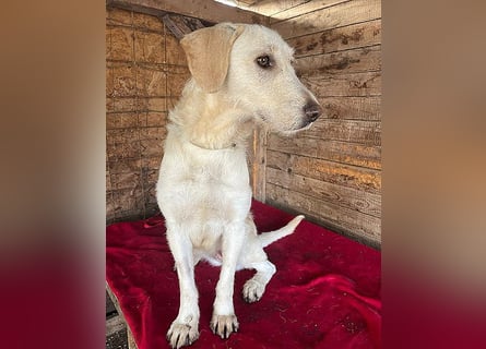 wunderschöne BELLA - 5 Jahre, 50cm/18kg - Mischling