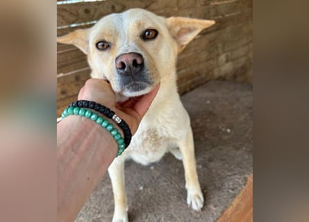 ❤️❤️❤️ erwachte Lebensfreude pur:  LUNA - 4,5 Jahre, 42cm/12kg - Mischling