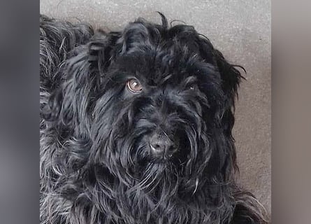 superlieber Familienhund POLDI - 2 Jahre, 42cm - Puli-Schnauzer-Mix