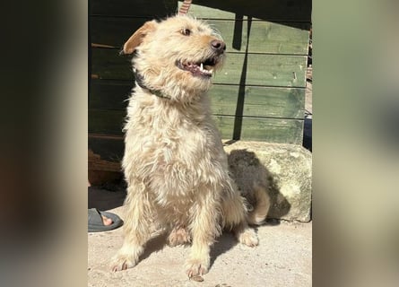 ❤️❤️❤️ lieber Wuschel-Mix FINN - 7 Jahre, 50cm