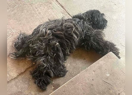 superlieber Familienhund POLDI - 2 Jahre, 42cm - Puli-Schnauzer-Mix