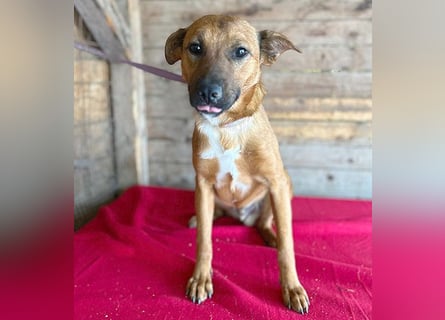 ❤️ liebenswerter NIKO - 1 Jahr, 50cm/16kg - Mischling