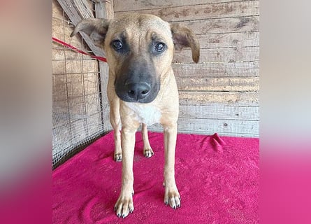 ❤️ RIKO mit den traurigen Augen - 1 Jahr, 50cm/17kg - Mischling