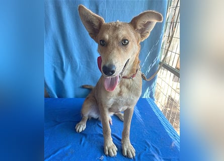 ❤️❤️❤️ lebenslustiger MAXIM - 11 Monate, 50/52cm-15kg - Mischling