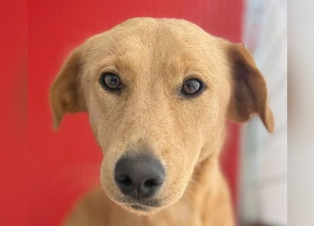 Seelenhündin BAMBI - 9 Monate, 45cm/15kg - Mischling