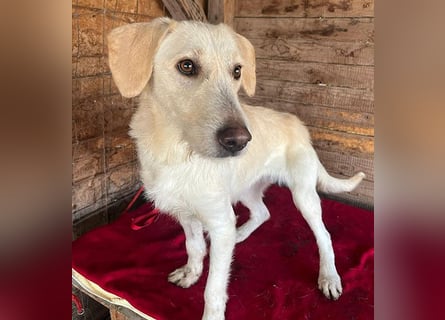 wunderschöne BELLA - 5 Jahre, 50cm/18kg - Mischling