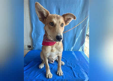 ❤️❤️❤️ lebenslustiger MAXIM - 11 Monate, 50/52cm-15kg - Mischling