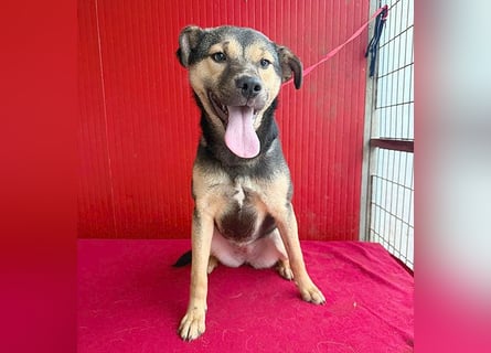 ❤️❤️❤️ WIFI auf der Suche nach Liebe - 9 Monate, 42cm/15kg