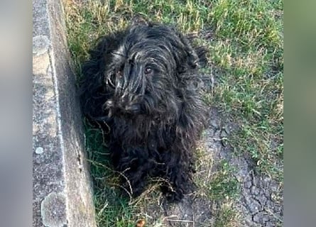 superlieber Familienhund POLDI - 2 Jahre, 42cm - Puli-Schnauzer-Mix