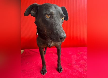 ❤️ liebenswerte DINA - 3 Jahre, 45cm/18kg - Mischling