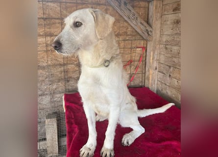 wunderschöne BELLA - 5 Jahre, 50cm/18kg - Mischling