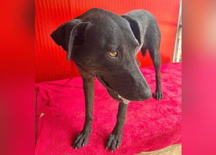 ❤️ liebenswerte DINA - 3 Jahre, 45cm/18kg - Mischling