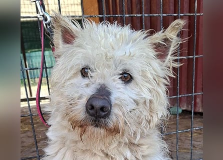 ❤️❤️❤️ bildhübscher BOZZI - 2 Jahre, 4cm/14kg - kniehoher Mischling