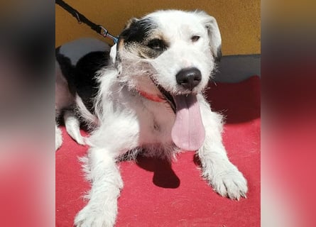 ❤️❤️❤️ fröhlicher Familienhund OREO 3 Jahre, 50cm/17kg