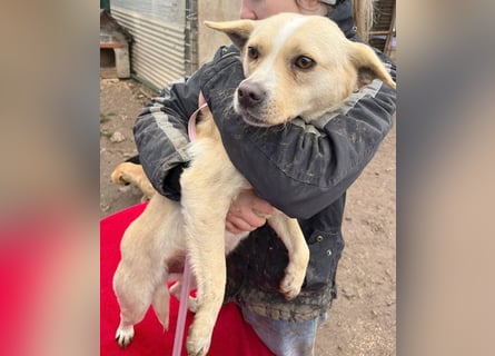 ❤️❤️❤️ erwachte Lebensfreude pur:  LUNA - 4,5 Jahre, 42cm/12kg - Mischling