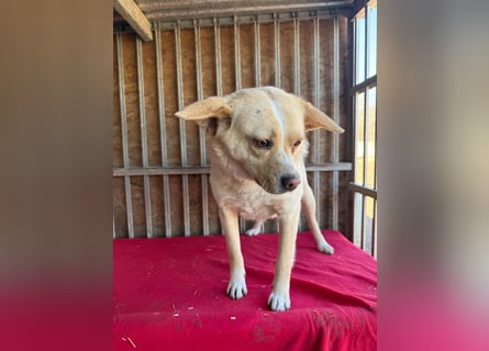 unser Sonnenschein LUNA - 4,5 Jahre, 42cm/12kg - Mischling