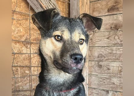 ❤️❤️❤️ WIFI auf der Suche nach Liebe - 9 Monate, 42cm/15kg