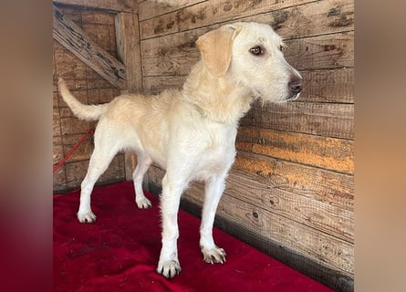 wunderschöne BELLA - 5 Jahre, 50cm/18kg - Mischling