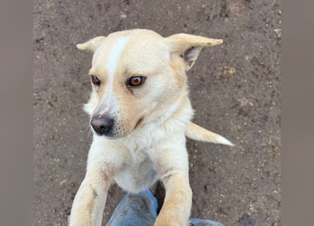 unser Sonnenschein LUNA - 4,5 Jahre, 42cm/12kg - Mischling