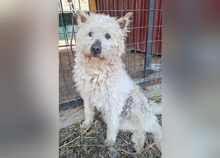 ❤️❤️❤️ bildhübscher BOZZI - 2 Jahre, 4cm/14kg - kniehoher Mischling