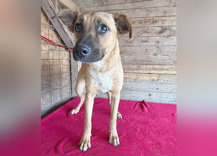 ❤️ RIKO mit den traurigen Augen - 1 Jahr, 50cm/17kg - Mischling