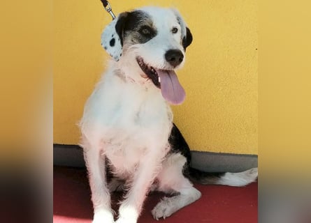 ❤️❤️❤️ fröhlicher Familienhund OREO 3 Jahre, 50cm/17kg
