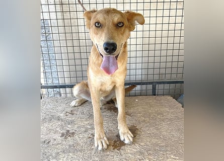 ❤️❤️❤️ lebenslustiger MAXIM - 11 Monate, 50/52cm-15kg - Mischling