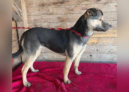 ❤️❤️❤️ WIFI auf der Suche nach Liebe - 9 Monate, 42cm/15kg