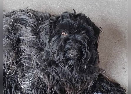 superlieber Familienhund POLDI - 2 Jahre, 42cm - Puli-Schnauzer-Mix