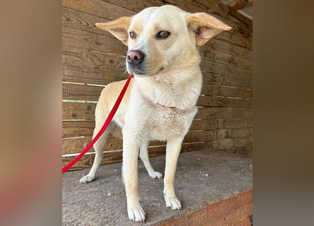 unser Sonnenschein LUNA - 4,5 Jahre, 42cm/12kg - Mischling