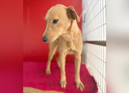 Seelenhündin BAMBI - 9 Monate, 45cm/15kg - Mischling