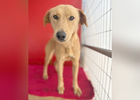 Seelenhündin BAMBI - 9 Monate, 45cm/15kg - Mischling