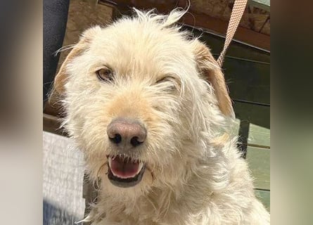 ❤️❤️❤️ lieber Wuschel-Mix FINN - 7 Jahre, 50cm