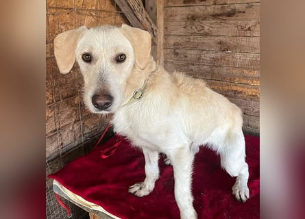 wunderschöne BELLA - 5 Jahre, 50cm/18kg - Mischling