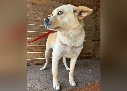 unser Sonnenschein LUNA - 4,5 Jahre, 42cm/12kg - Mischling