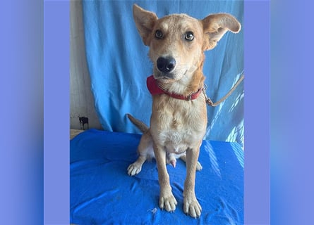 ❤️❤️❤️ lebenslustiger MAXIM - 11 Monate, 50/52cm-15kg - Mischling