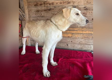 wunderschöne BELLA - 5 Jahre, 50cm/18kg - Mischling