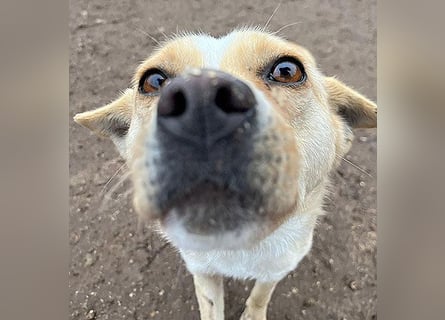 ❤️❤️❤️ erwachte Lebensfreude pur:  LUNA - 4,5 Jahre, 42cm/12kg - Mischling