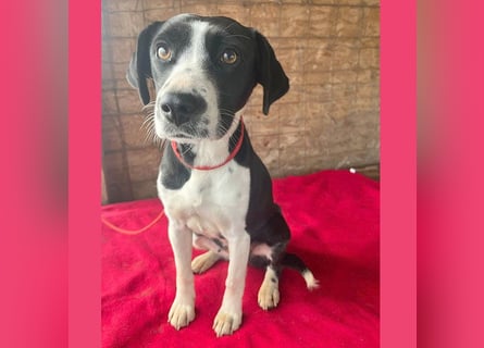 ❤️❤️❤️ treue Hundeseele LUCY - 1 Jahr, 42cm/14kg - Mischling