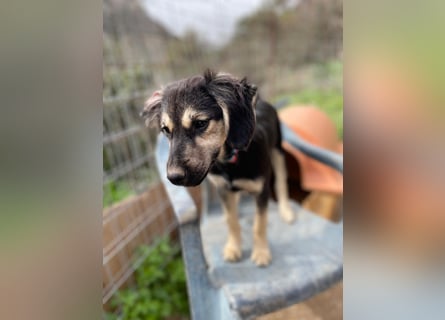 Rüde THEO sucht sein neues Zuhause